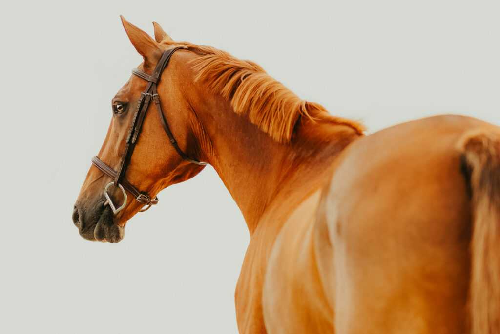 Finni White Background