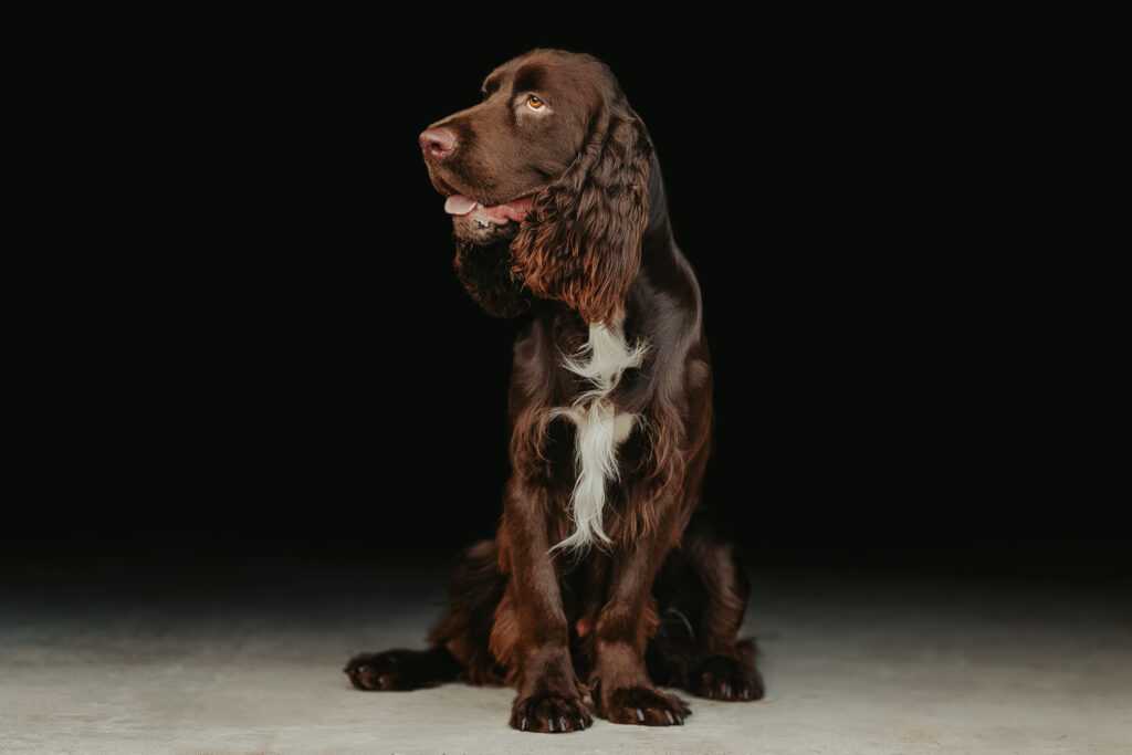 Trigger Canine BBG 8 23 23 6