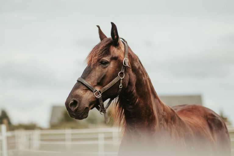 Pro Tips for a Successful Equine Portrait Session