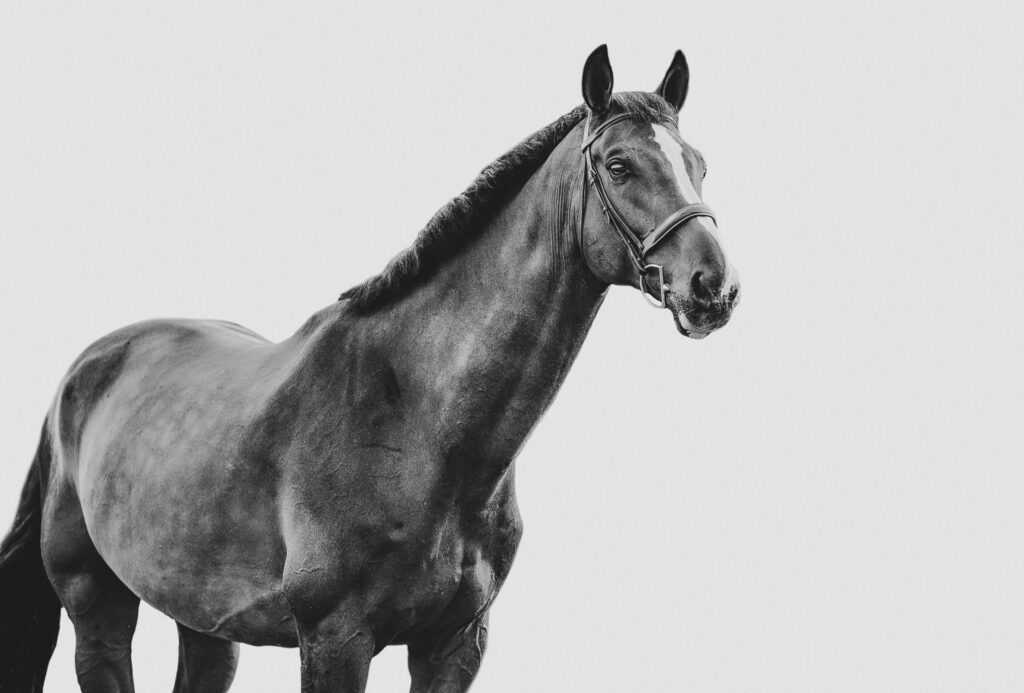 Valentino White Background